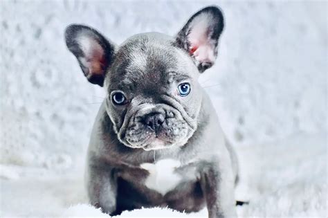 Everything You Need To Know About Micro Frenchie