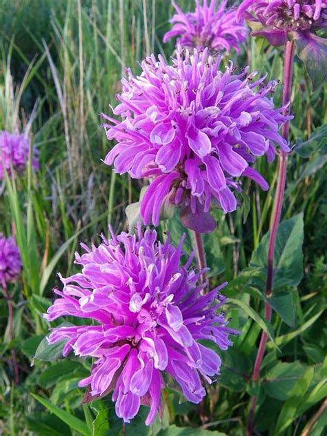 Wild bergamot | Flowering shrubs, Flowers, Flower garden