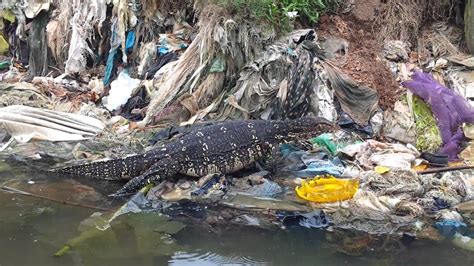 Monitor Lizard (Udumbu) - YouTube