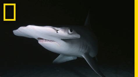 Sharks At Night Incredible Underwater Footage Short Film Showcase