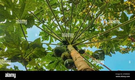 Papaw Fruits With Leaves High Resolution Stock Photography And Images