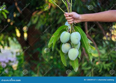 Farmer Picking Mango In Organic Farm Stock Image Image Of Healthy