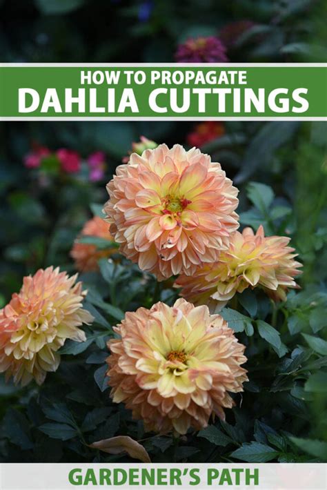 How to Propagate Dahlia Stem and Tuber Cuttings | Gardener’s Path