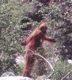 The Patterson Gimlin Film Of Bigfoot What Skeptics Still Struggle To