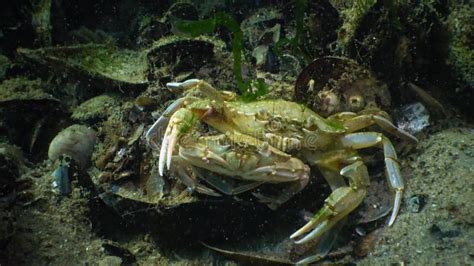 Male and Female of Green Crab Carcinus Maenas during Mating Stock Video - Video of macro, maenas ...