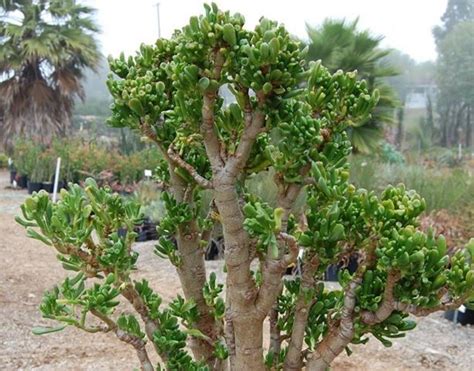 Crassula Ovata Gollum Jade Tree Crassula Ovata Bonsai Succulents Sweet Home Backyard