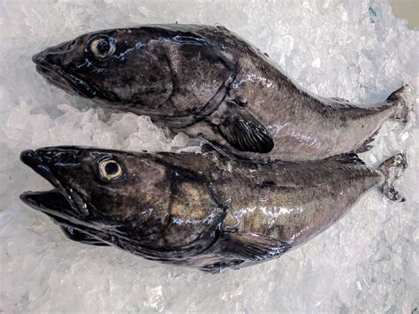Sablefish (aka Black Cod) — Sea Forager