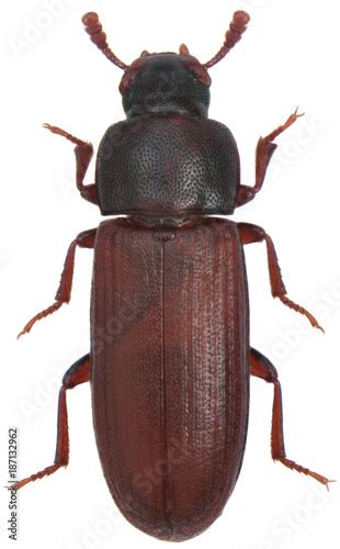 The Red Flour Beetle Tribolium Castaneum On Oatmeal It Is A Worldwide