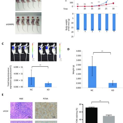 Effects Of SNRPG Knockdown On Xenograft Tumorigenicity In Vivo In Nude