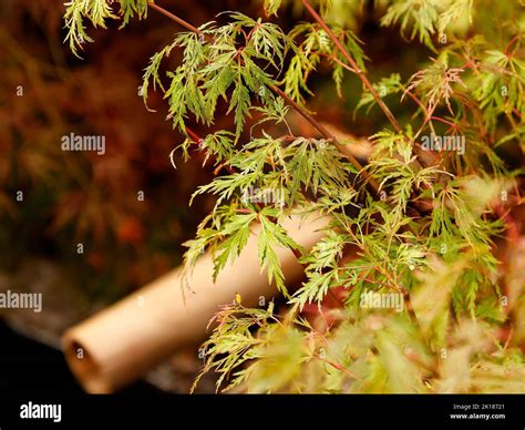 Acer Palmatum Seiryu Fotograf As E Im Genes De Alta Resoluci N Alamy