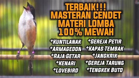 Masteran Cendet Materi Lomba Full Tembakan Mewah Ampuh Bikin Ikut