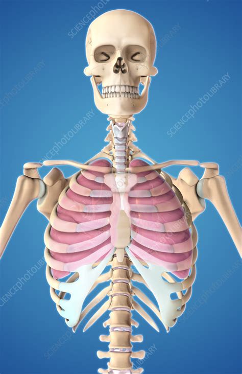 Lungs And Rib Cage Illustration Stock Image C027 7490 Science