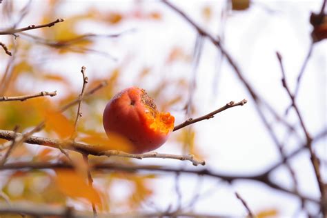 Persimmon Ture Japan Nature Photographs