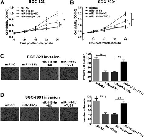 TUG1 Reverses The MiR 145 5p Induced Inhibitory Effect On Proliferation