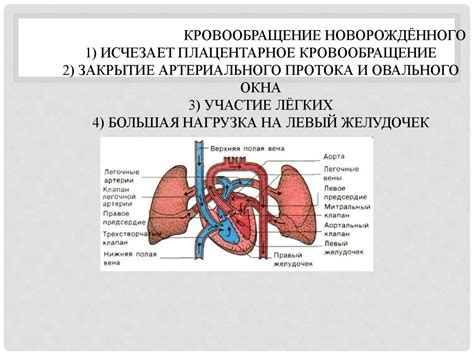 Кровообращение плода - презентация онлайн