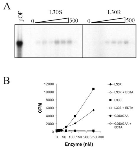 Modulation Of Hepatitis C Virus Rna Dependent Rna Polymerase Activity