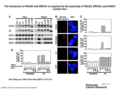 The Interaction Of Palb With Brca Is Required For The Assembly Of