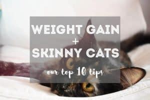 how to make cat gain weight