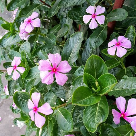 Verdade Aspas Apocynaceae Catharanthus Roseus