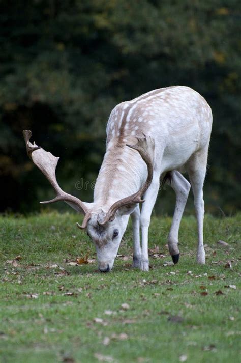 White Stag Deer Stock Photo Image Of Deer Elaphus Male 7977948