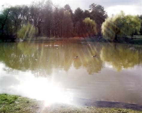 Ducks Swimming In Lake Froggy By Rkv15 On Deviantart