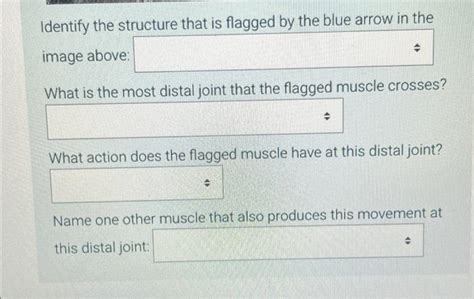 Solved Forearm Model Posterior View 0 F Ti Identify The Chegg