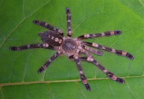 Poecilotheria Subfuscahighland Form Or Arboreal Tarantula Tarantula