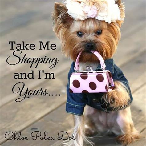 Pin By Jill Stoddard On My New Yorkie Girl Look Alikes Stuff Yorkie