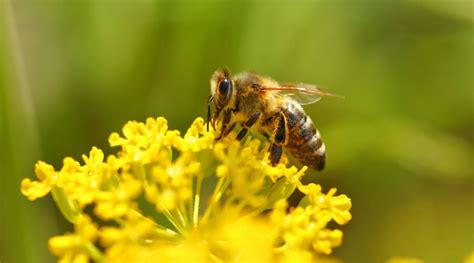 Sauver Les Abeilles En Plantant Des Tr Fles Bio La Une