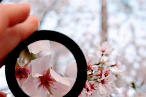 Free Images Flower Cherry Blossom Petal Spring Plant Branch