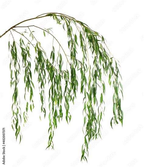 Beautiful willow tree branches with green leaves on white background ...