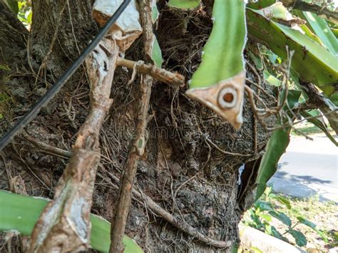 Dragon Fruit Plants Attached To Tree Trunks Are Affected By Stem Spot