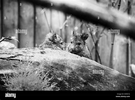 Penguin tongue hi-res stock photography and images - Alamy