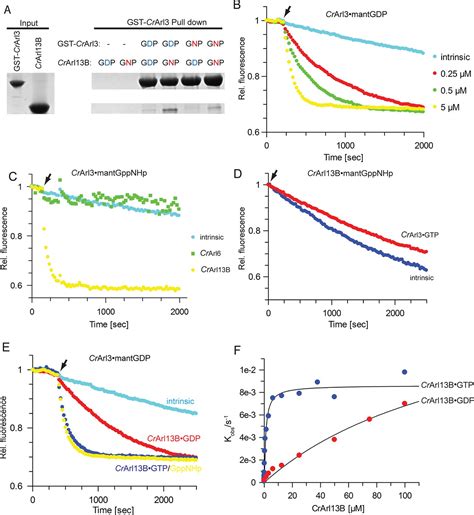 Figures And Data In A G Protein Activation Cascade From Arl13B To Arl3