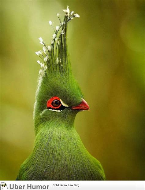 The bird with majestic hair style | Funny Pictures, Quotes, Pics, Photos, Images. Videos of ...