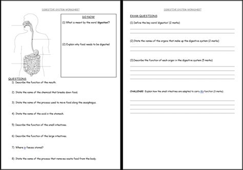 Digestive System Ks3 Activate Science Teaching Resources