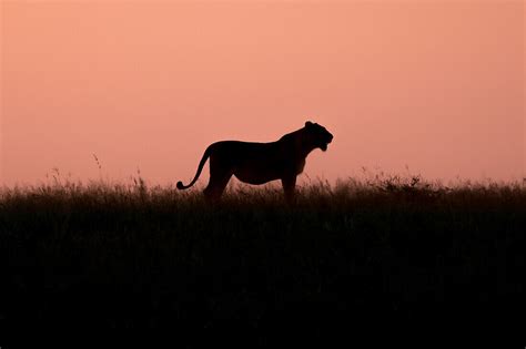 Silhouette Of A Lioness Panthera Leo In License Image