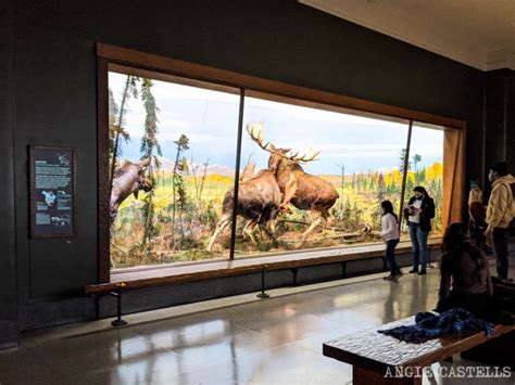 El Museo De Historia Natural De Nueva York Precios Y Qué Ver