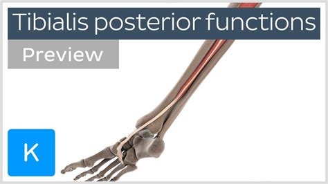 Posterior Muscle Anatomy