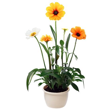 Indoor Plants Png Images 100