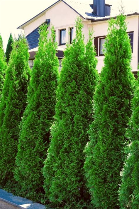 How To Plant Arborvitae Trees Artofit