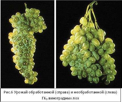 Гиббереллины