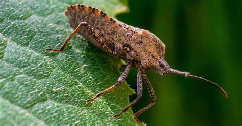 How To Identify And Control Squash Bugs Gardeners Path