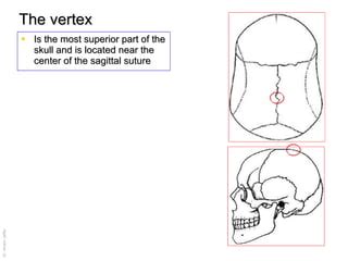 Vertex Skull