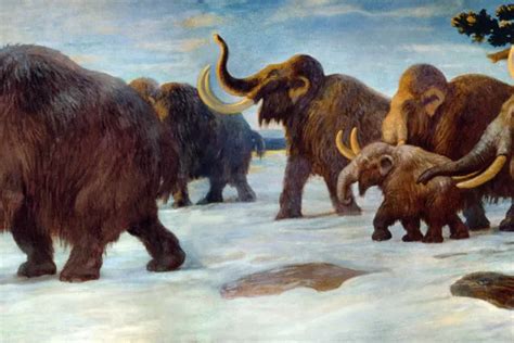 Bringing Back The Woolly Mammoth Interviews Naked Scientists