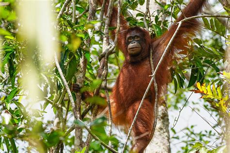 Menteri Lhk Siti Nurbaya Ajak Delegasi Usaid Melepasliarkan Orang Utan