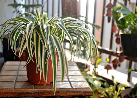 4 Spider Plant Benefits (Plus, How to Make Sure They Thrive) – PureWow