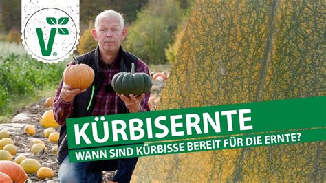 Kürbisse ernten YouTube