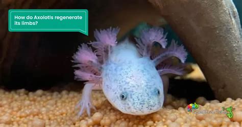 Can Axolotls Regrow Lost Limbs: [The Amazing Ability!]