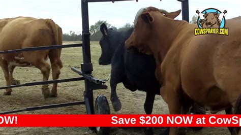 Easy Cattle And Cow Fly Control With The Cow Sprayer Black Friday Sale